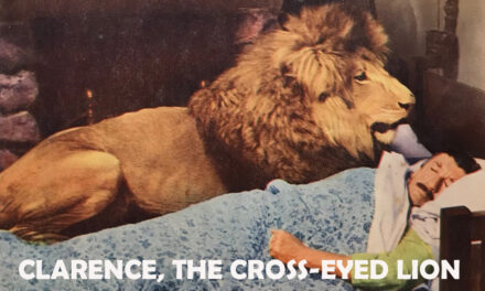 15.07.1965. | Clarence, razroki lav